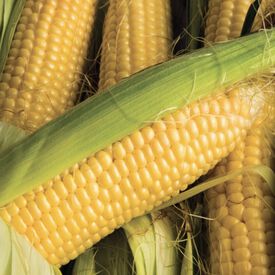 SunnyVee, (F1) Corn Seed
